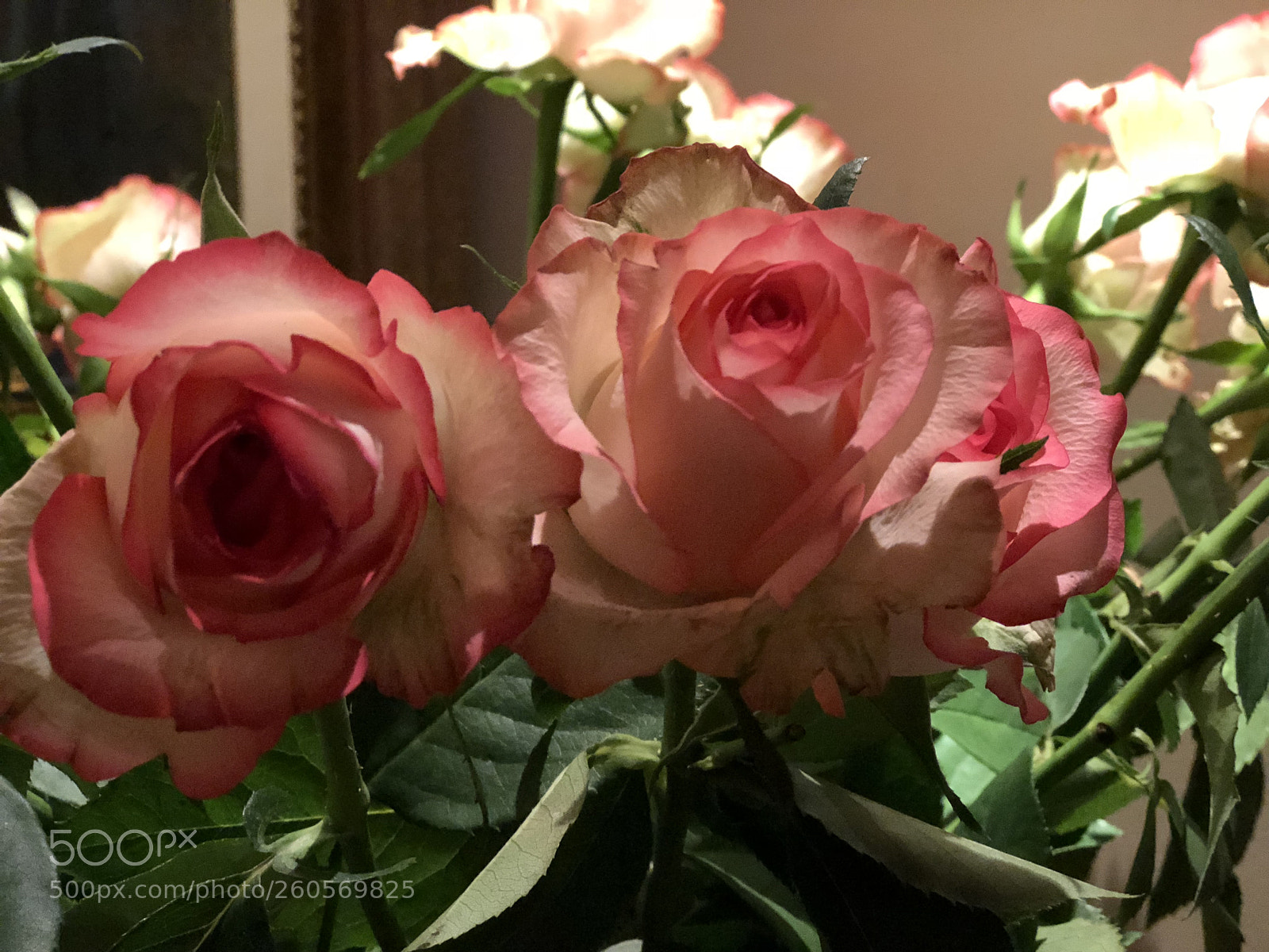 Apple iPhone 8 Plus sample photo. Pink rises! photography