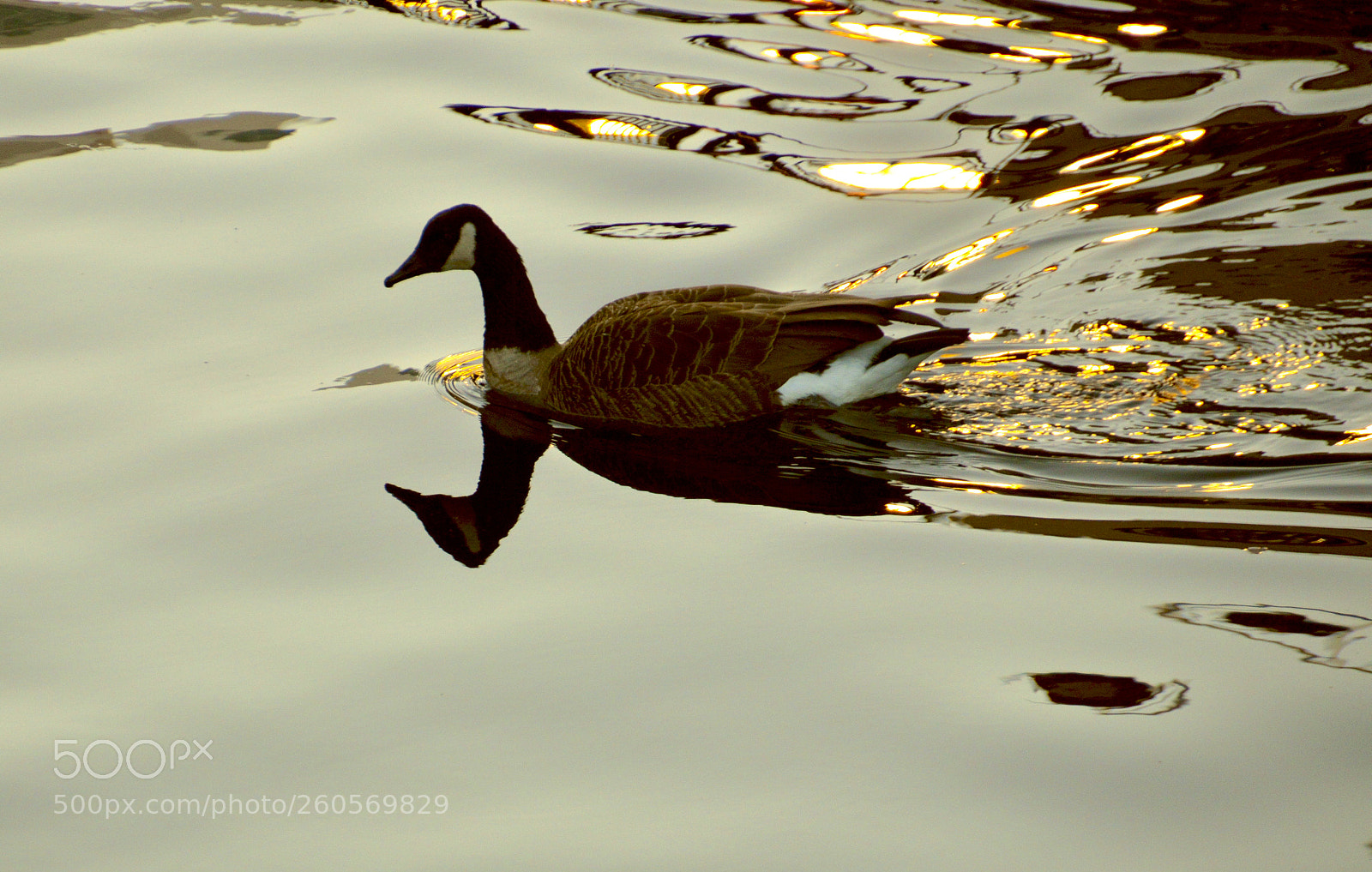 Nikon D3200 sample photo. Goose photography