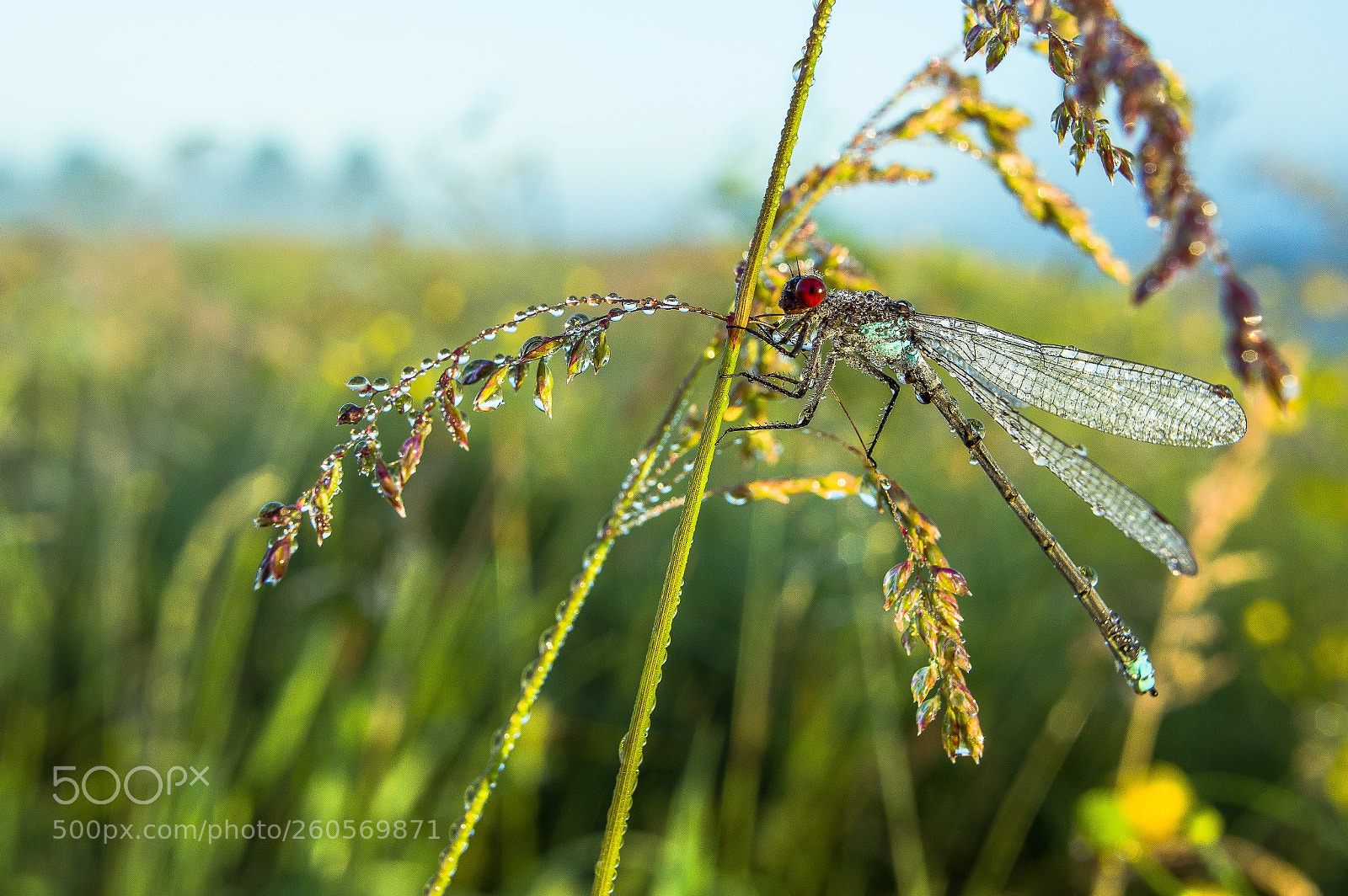 Pentax K-3 II sample photo. A little dragonfly in photography
