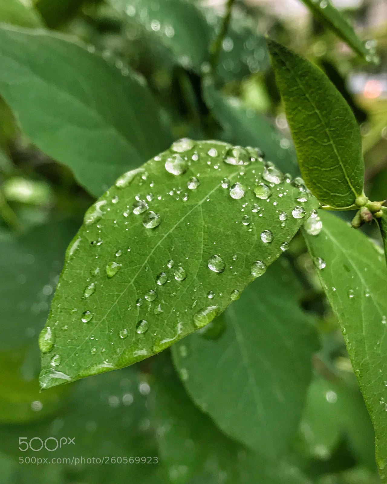 Apple iPhone 7 Plus sample photo. After rain photography