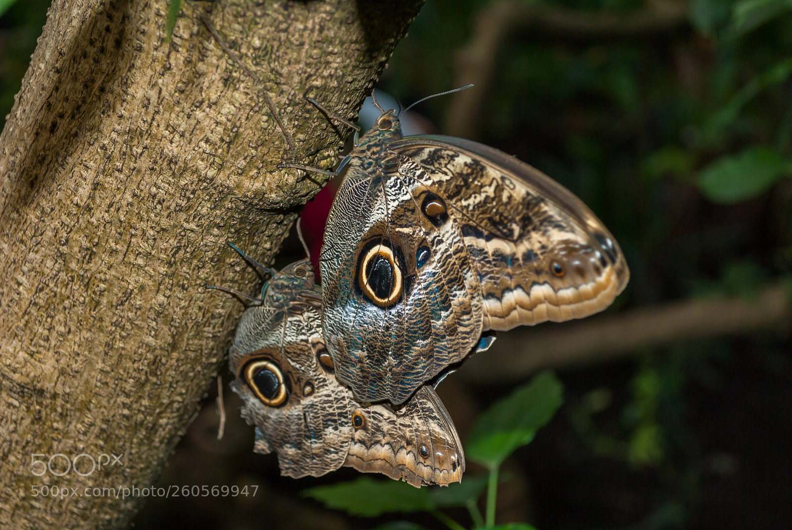 Nikon D3000 sample photo. Butterflies photography