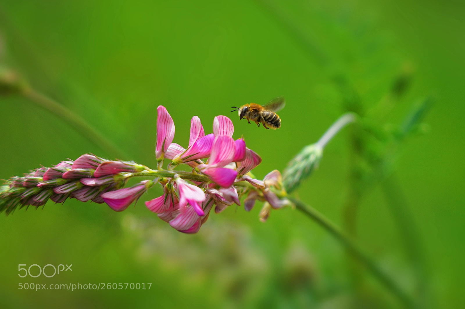 Sony a7 II sample photo. Bee landing photography