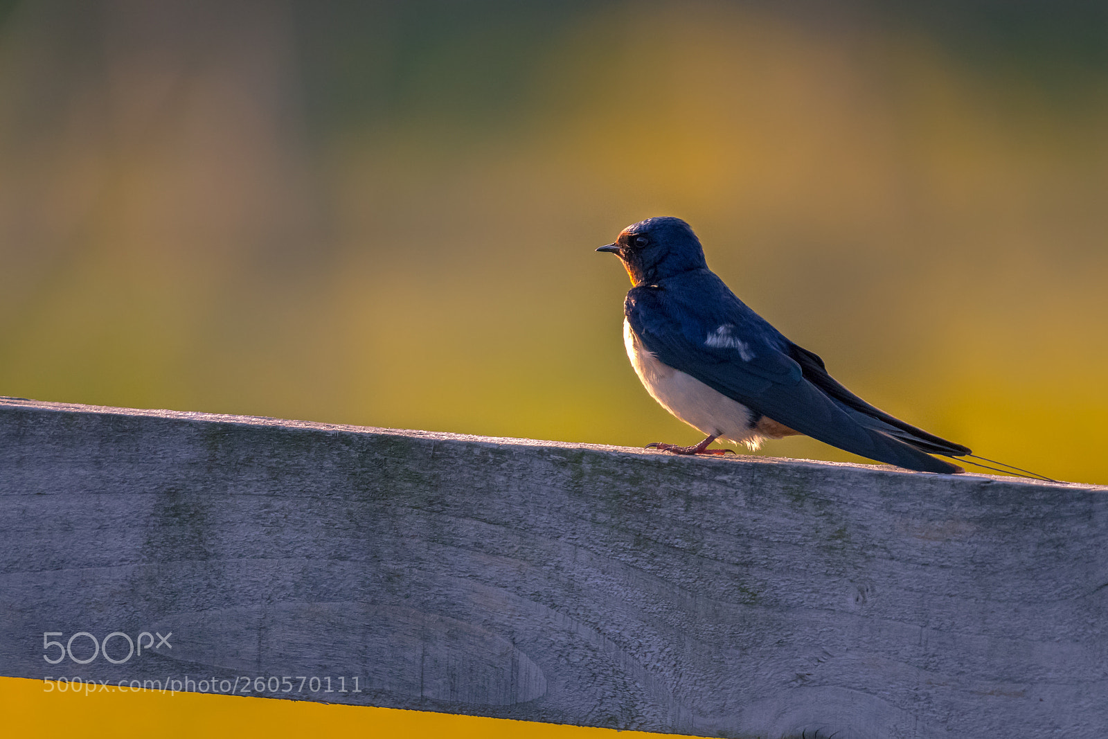 Canon EOS 80D sample photo. Even swallows stop to photography