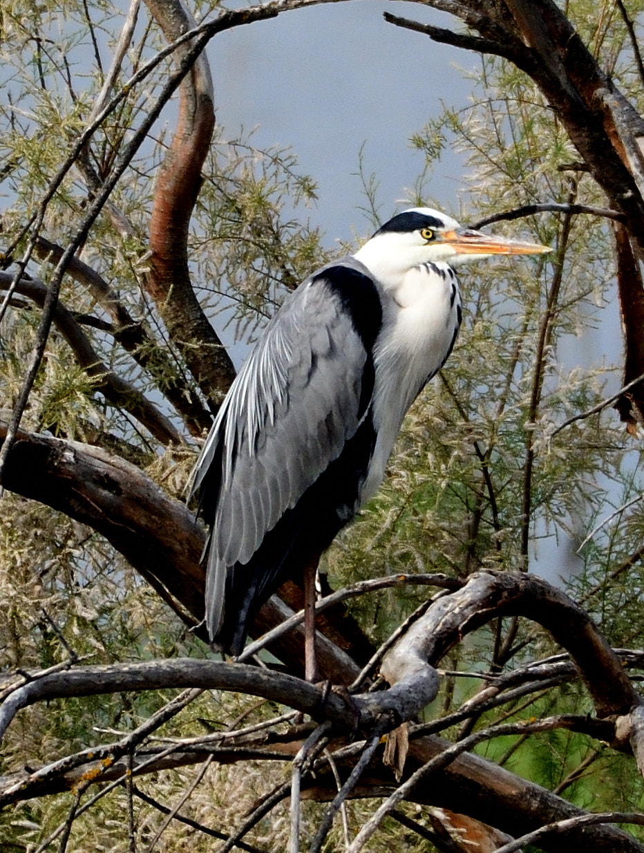 Nikon D7500 + Nikon AF-S Nikkor 200-500mm F5.6E ED VR sample photo. Garza photography