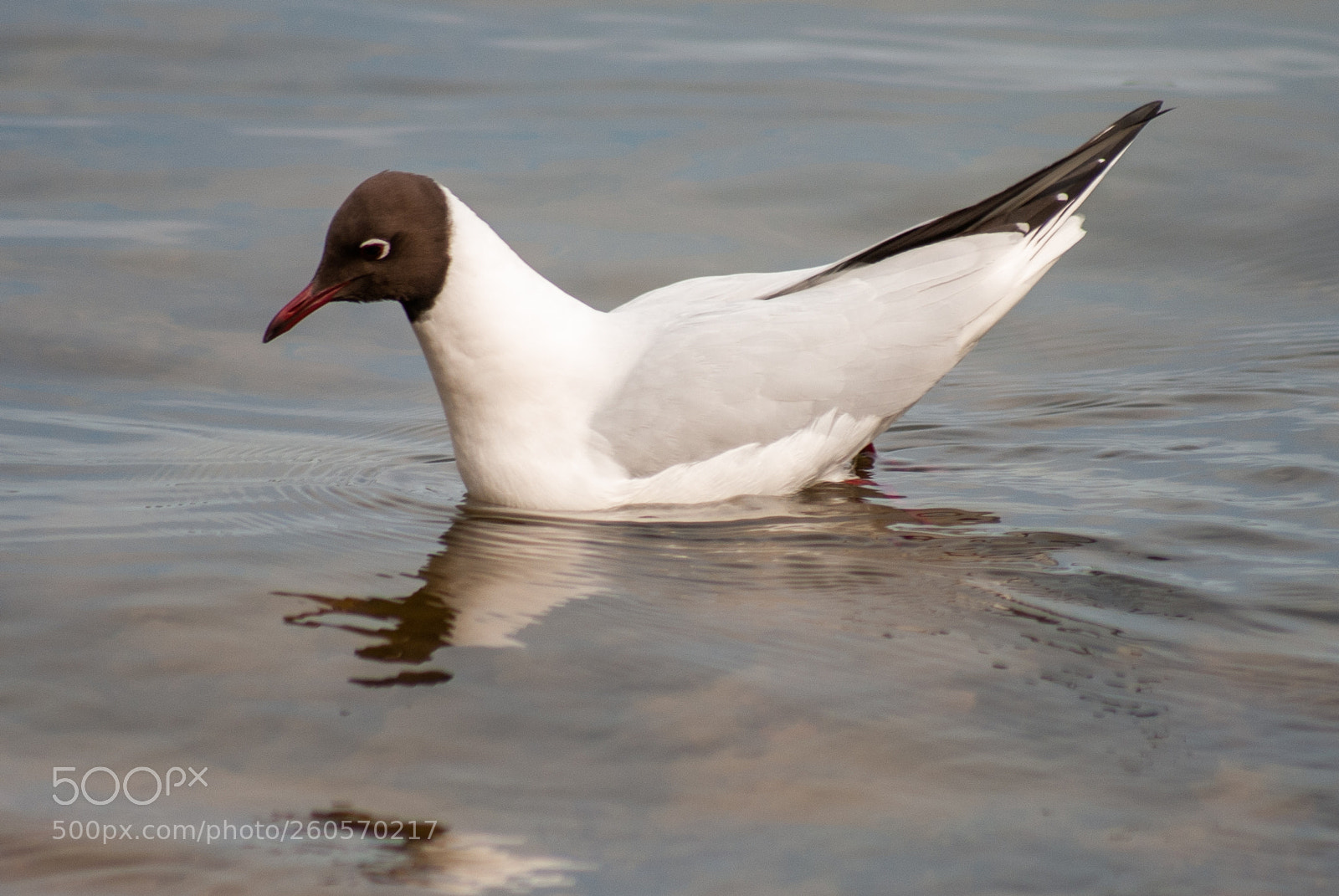 Nikon D3000 sample photo. Gull photography