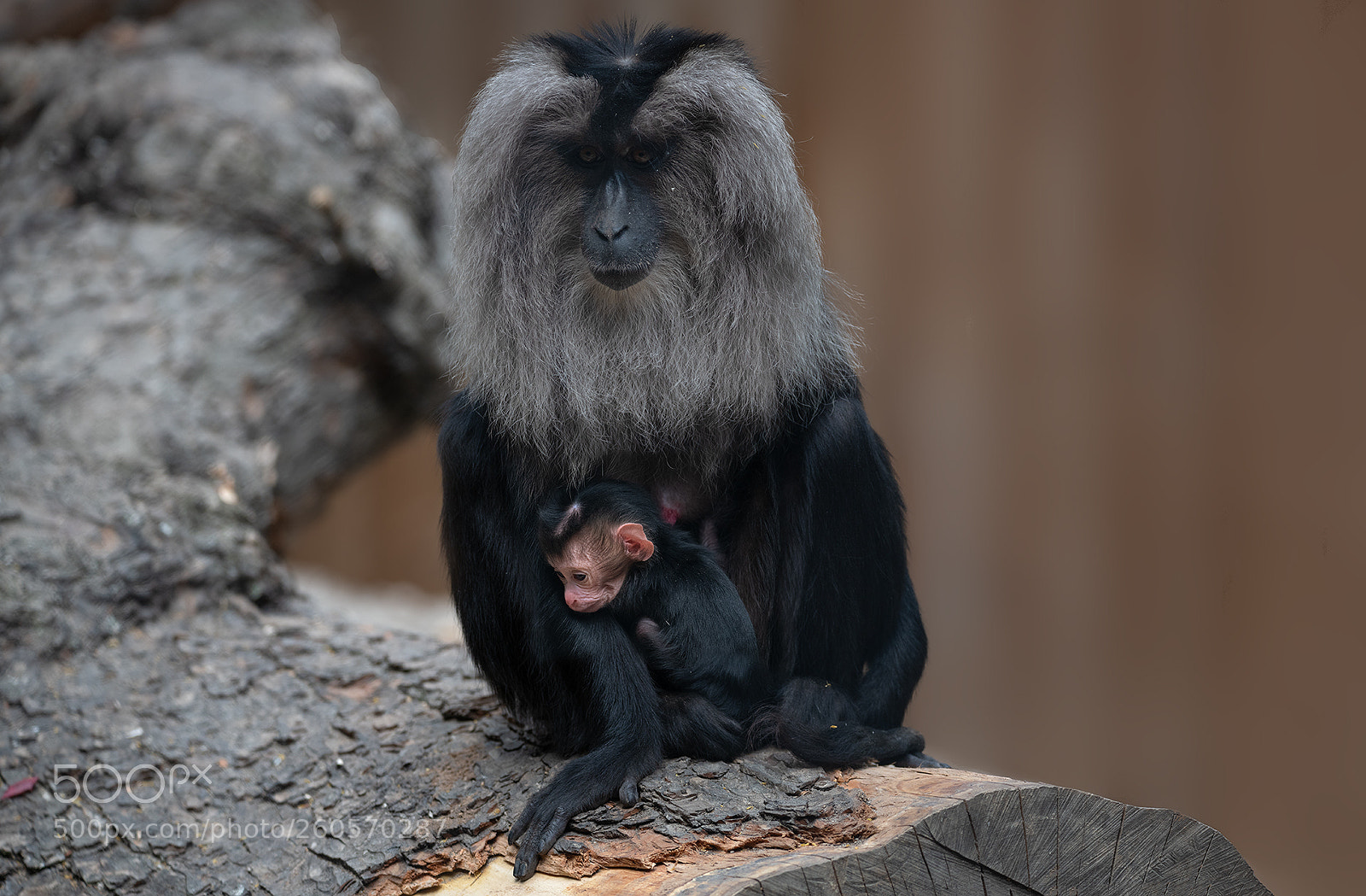 Nikon D850 sample photo. Monkey baby photography