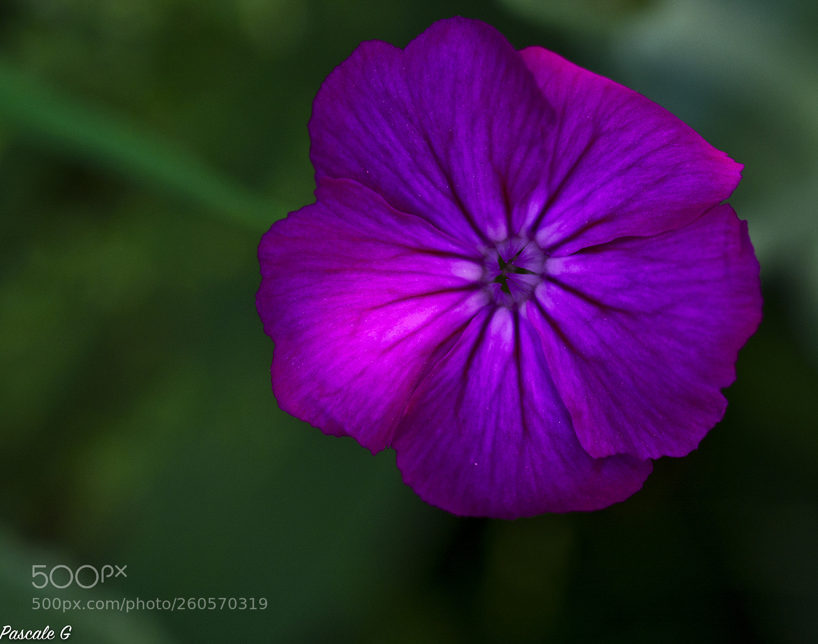 Nikon D7100 sample photo. Precious purple photography