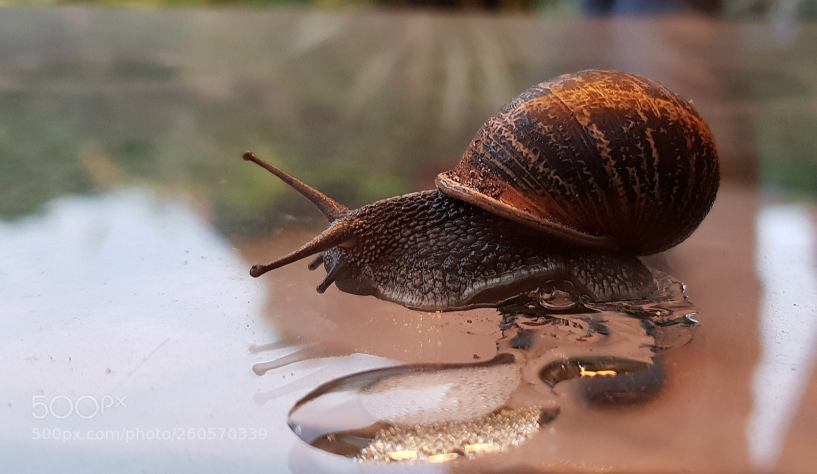 Samsung Galaxy S9+ sample photo. Snail photography