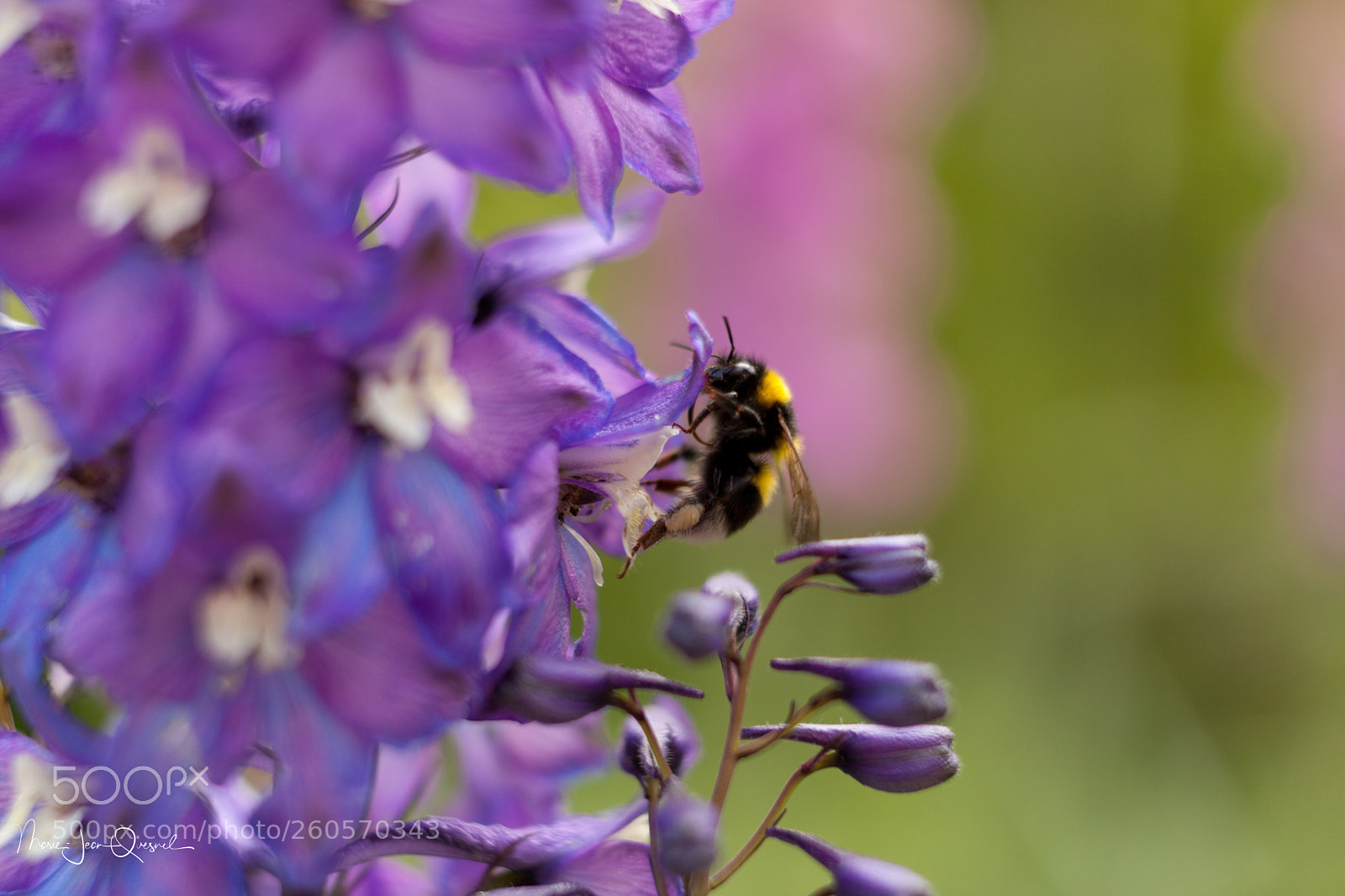 Canon EOS 5D Mark II sample photo. Bourdon sur un delphinium (1) photography