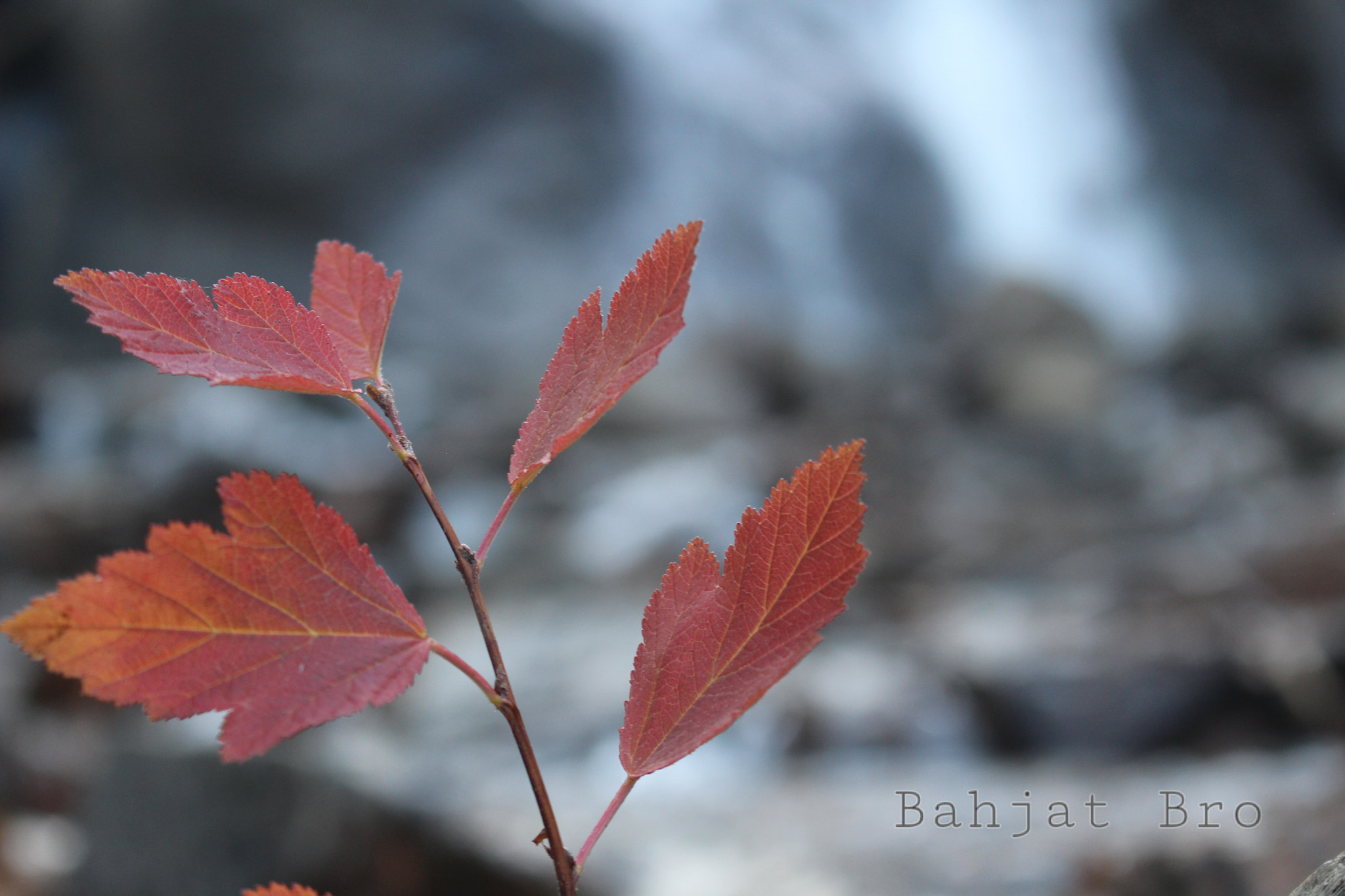 Canon EOS 100D (EOS Rebel SL1 / EOS Kiss X7) sample photo. Leaves and falls love together photography