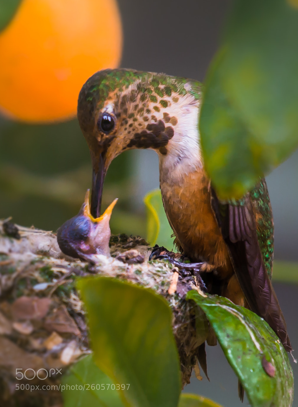 Nikon D4S sample photo. Bird feeding photography