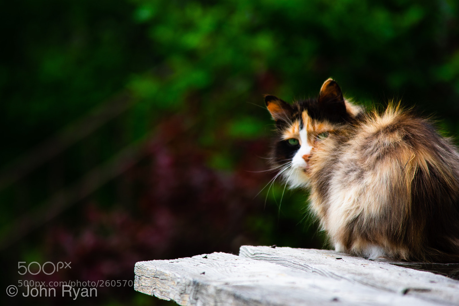 Nikon D3400 sample photo. Untitled photography
