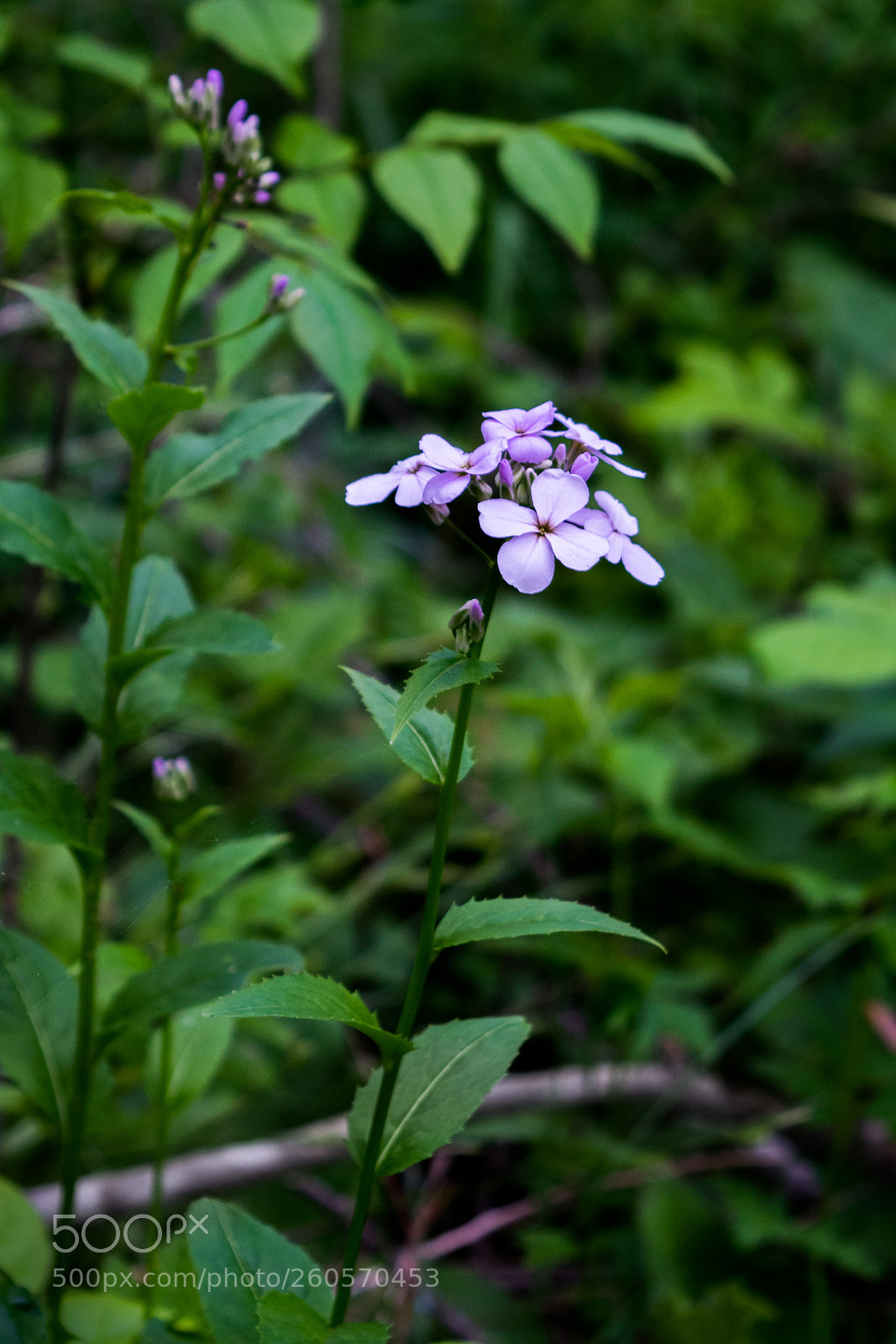 Nikon D3300 sample photo. Flowers on the cornell photography