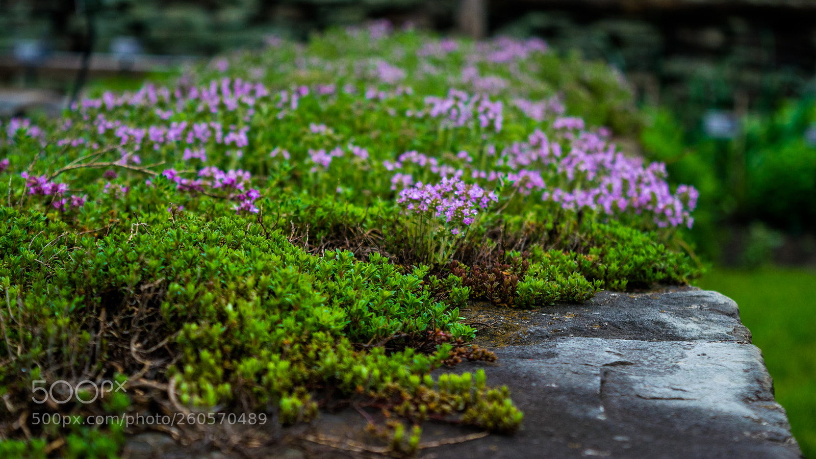 Nikon D3300 sample photo. Flowers on the cornell photography