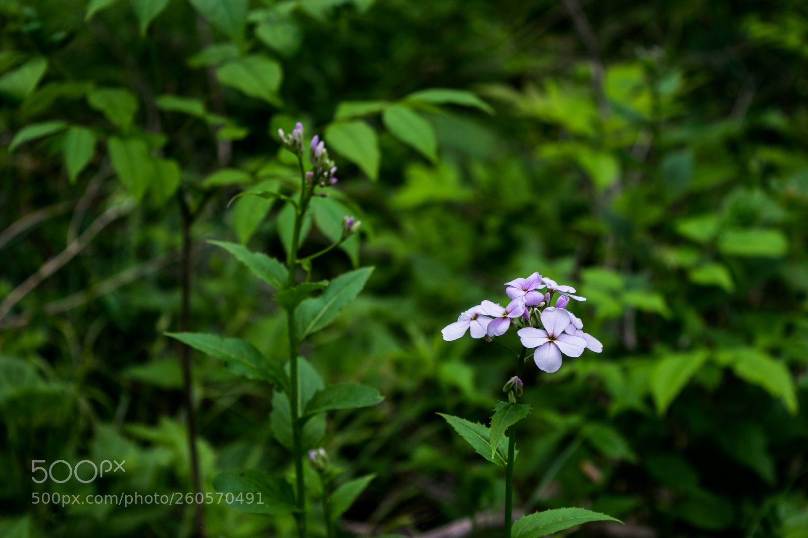 Nikon D3300 sample photo. Flowers on the cornell photography