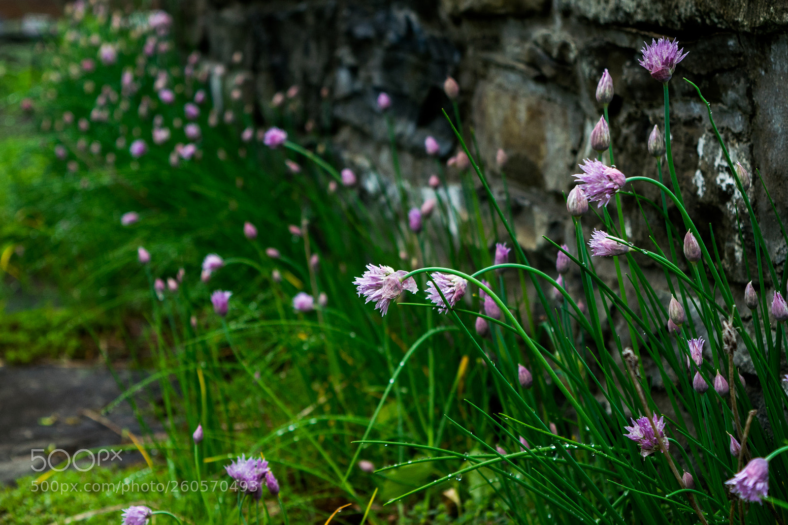 Nikon D3300 sample photo. Flowers on the cornell photography