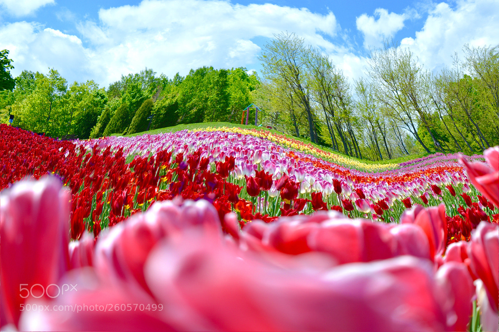 Nikon D3200 sample photo. Tulip field photography
