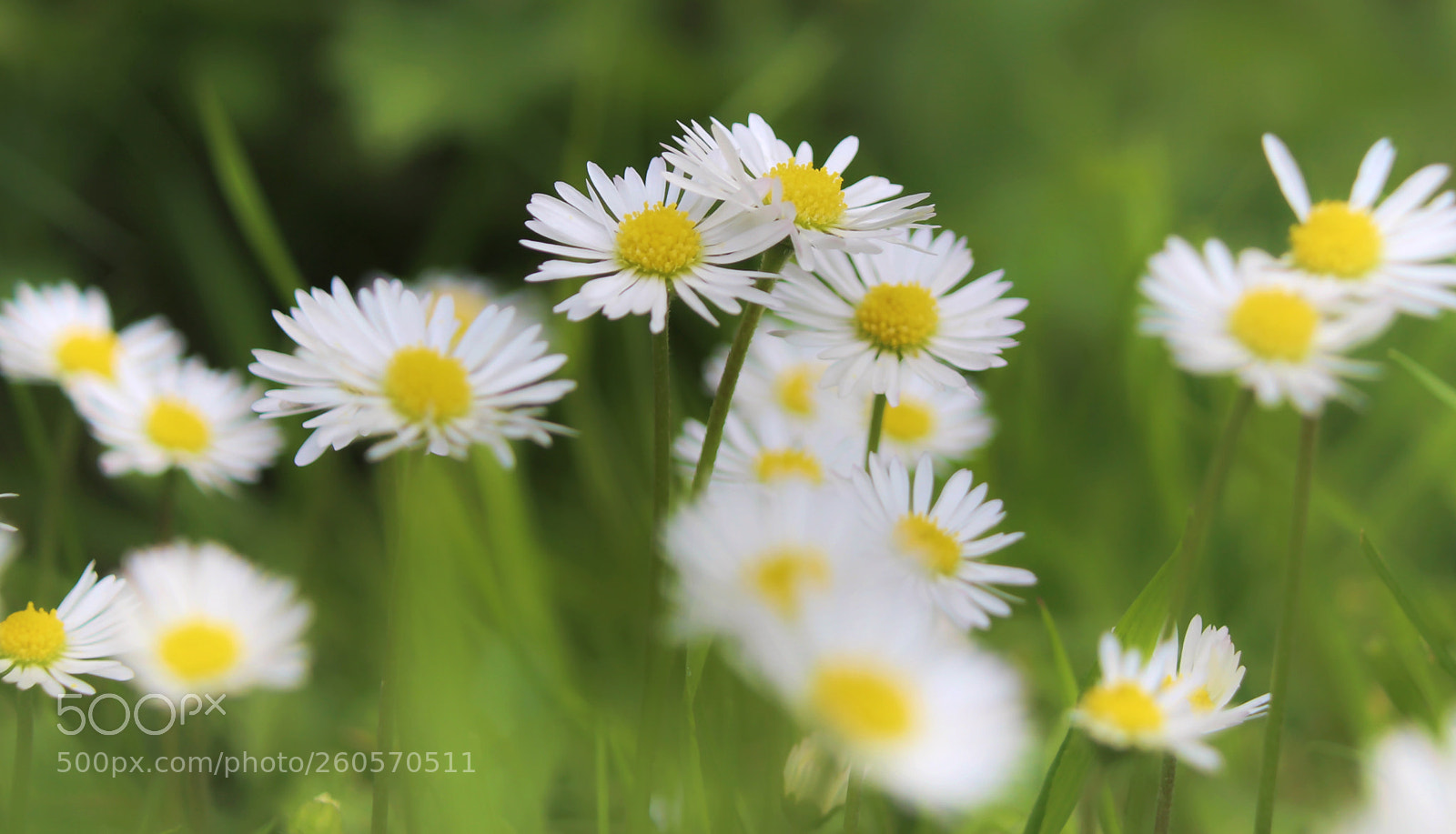 Canon EOS 700D (EOS Rebel T5i / EOS Kiss X7i) sample photo. Daisies photography