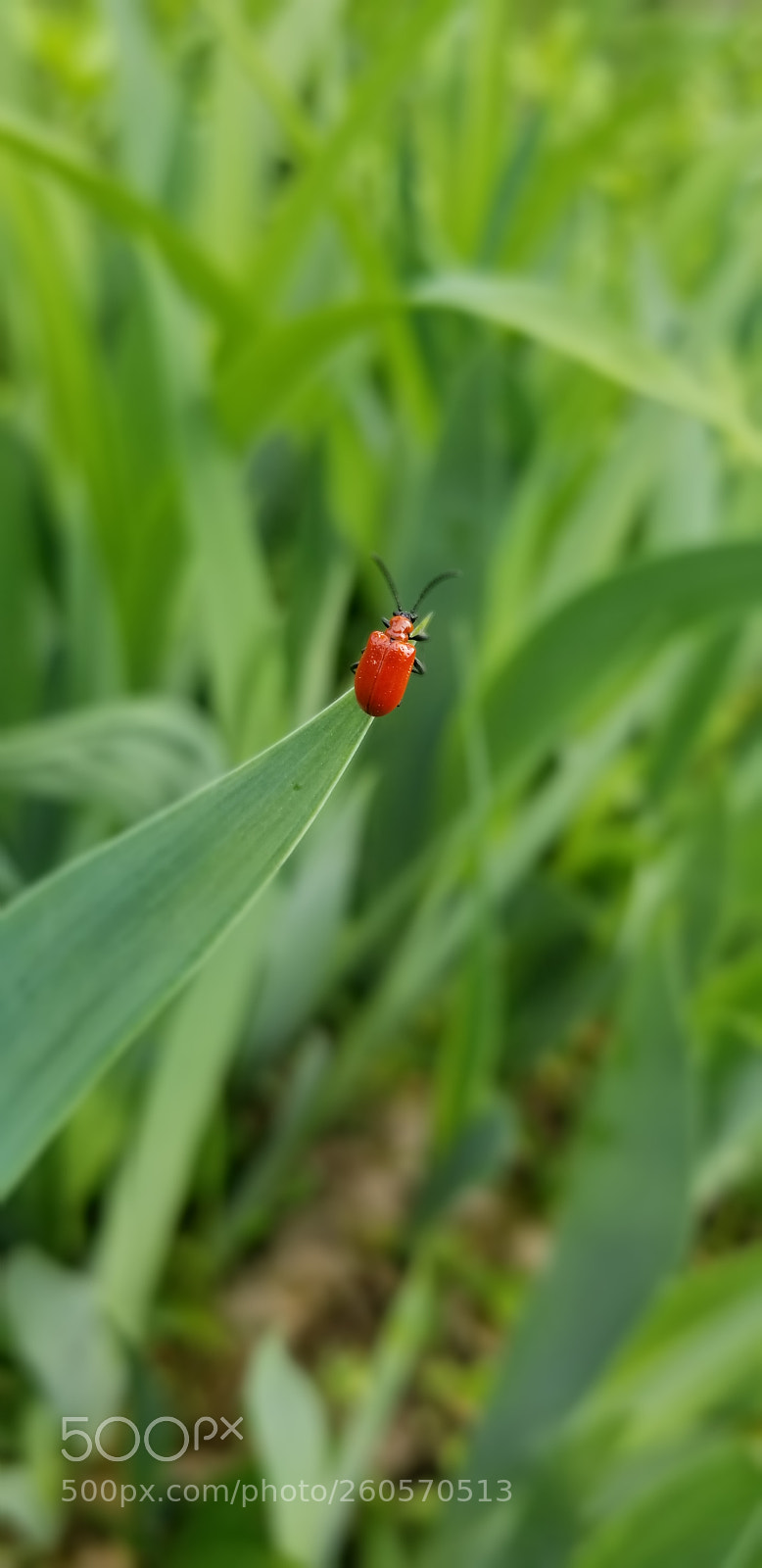 Samsung Galaxy S8+ sample photo. Complimentary photography