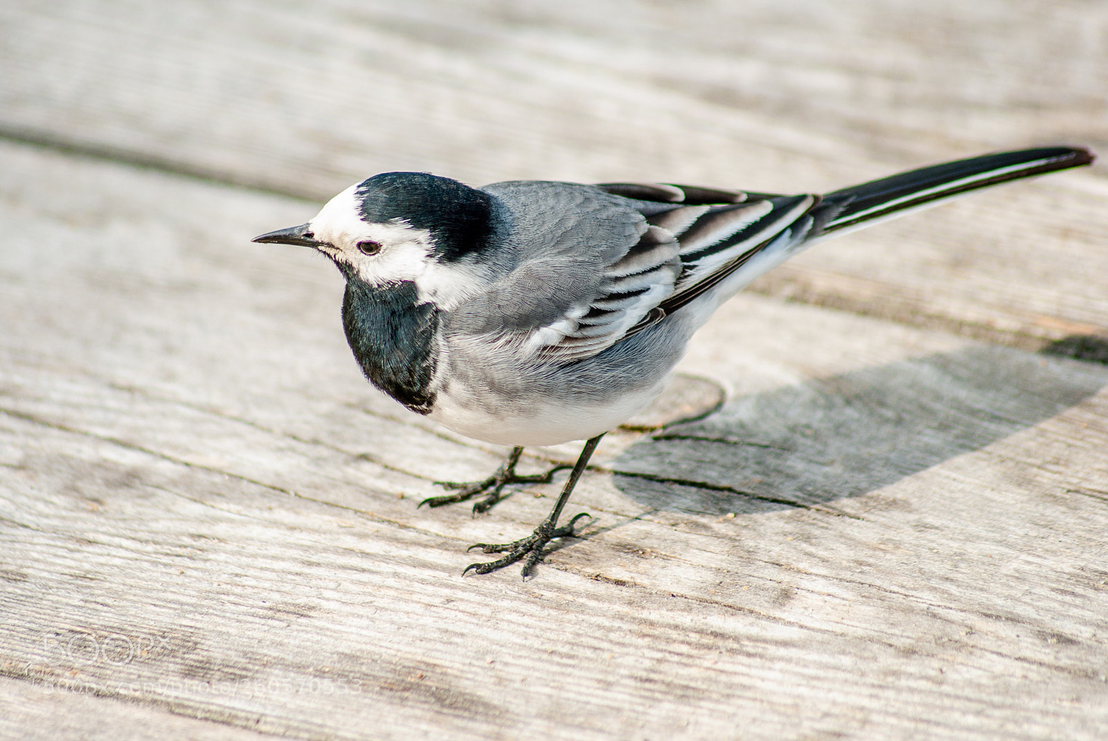 Nikon D3000 sample photo. Wagtail photography