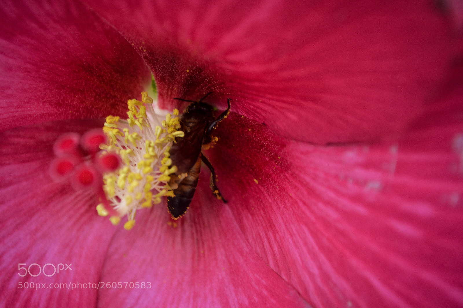 Nikon D3100 sample photo. Bee is humming ? photography