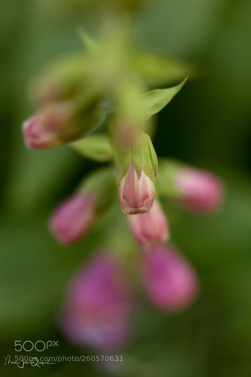 Canon EOS 5D Mark II sample photo. Digitale en boutons. photography