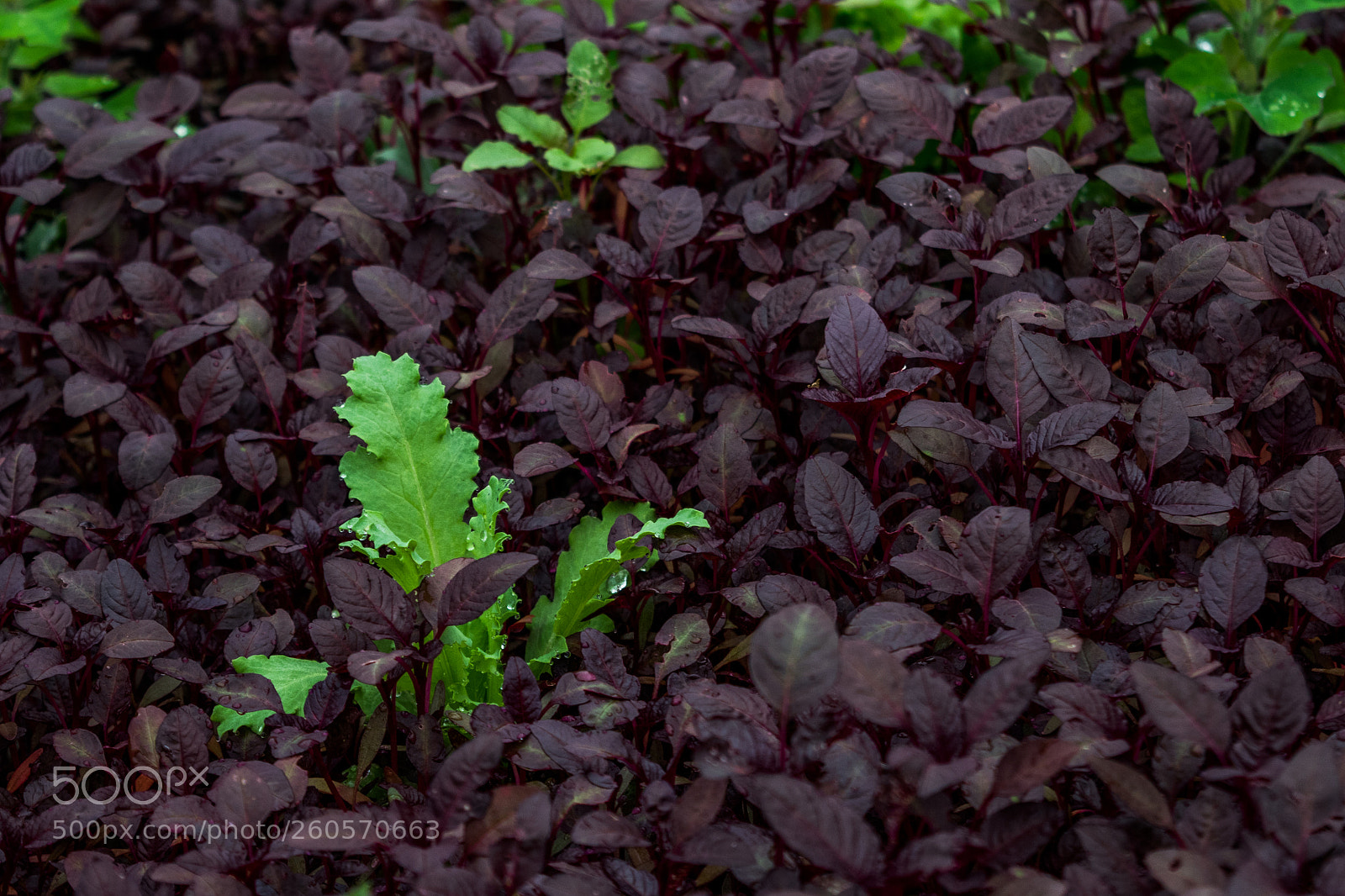 Nikon D3300 sample photo. It's not easy being photography