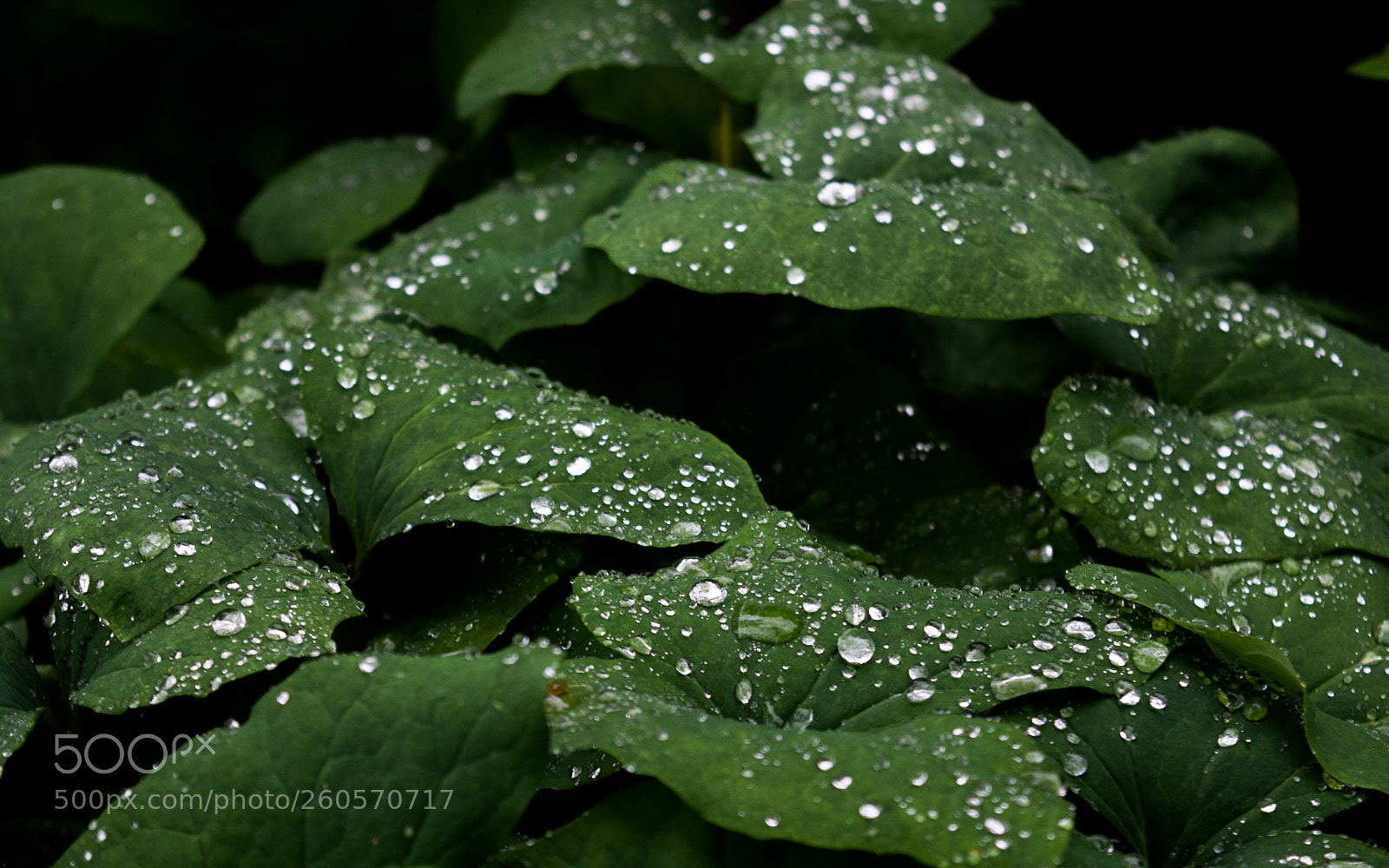 Nikon D3300 sample photo. Raindrops - 5 photography