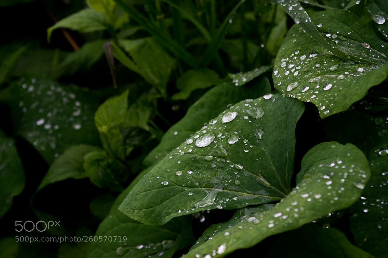 Nikon D3300 sample photo. Raindrops - 4 photography