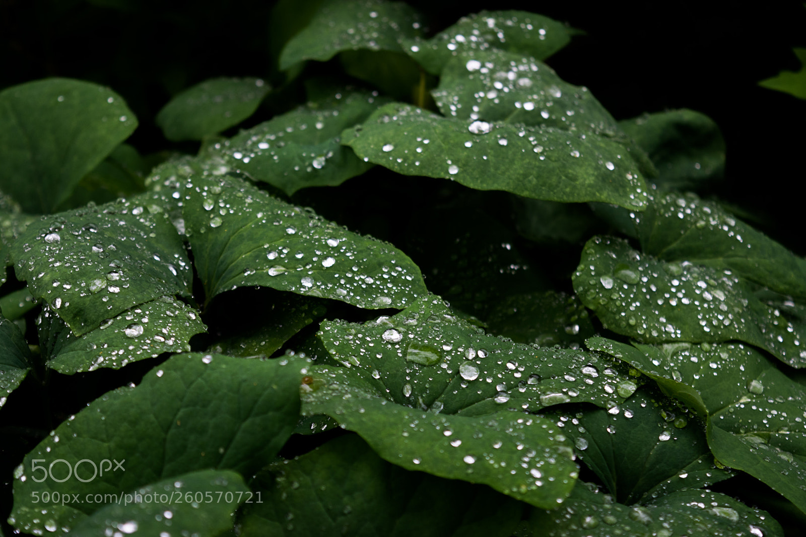 Nikon D3300 sample photo. Raindrops - 3 photography