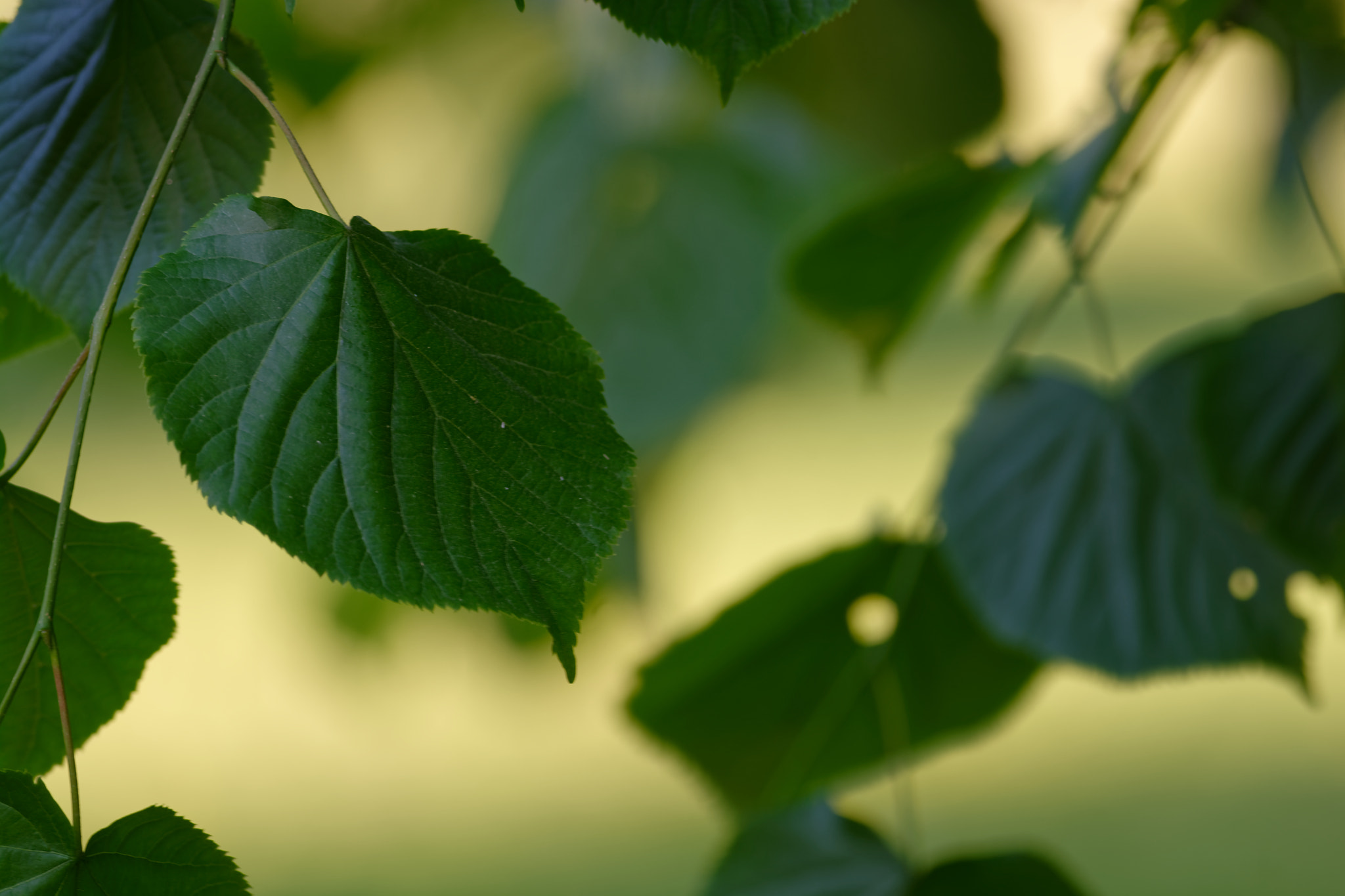 Nikon AF-S Nikkor 300mm F4D ED-IF sample photo. Leaf photography