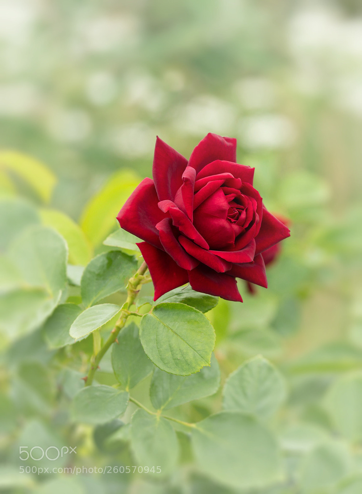 Nikon D850 sample photo. Red rose  photography