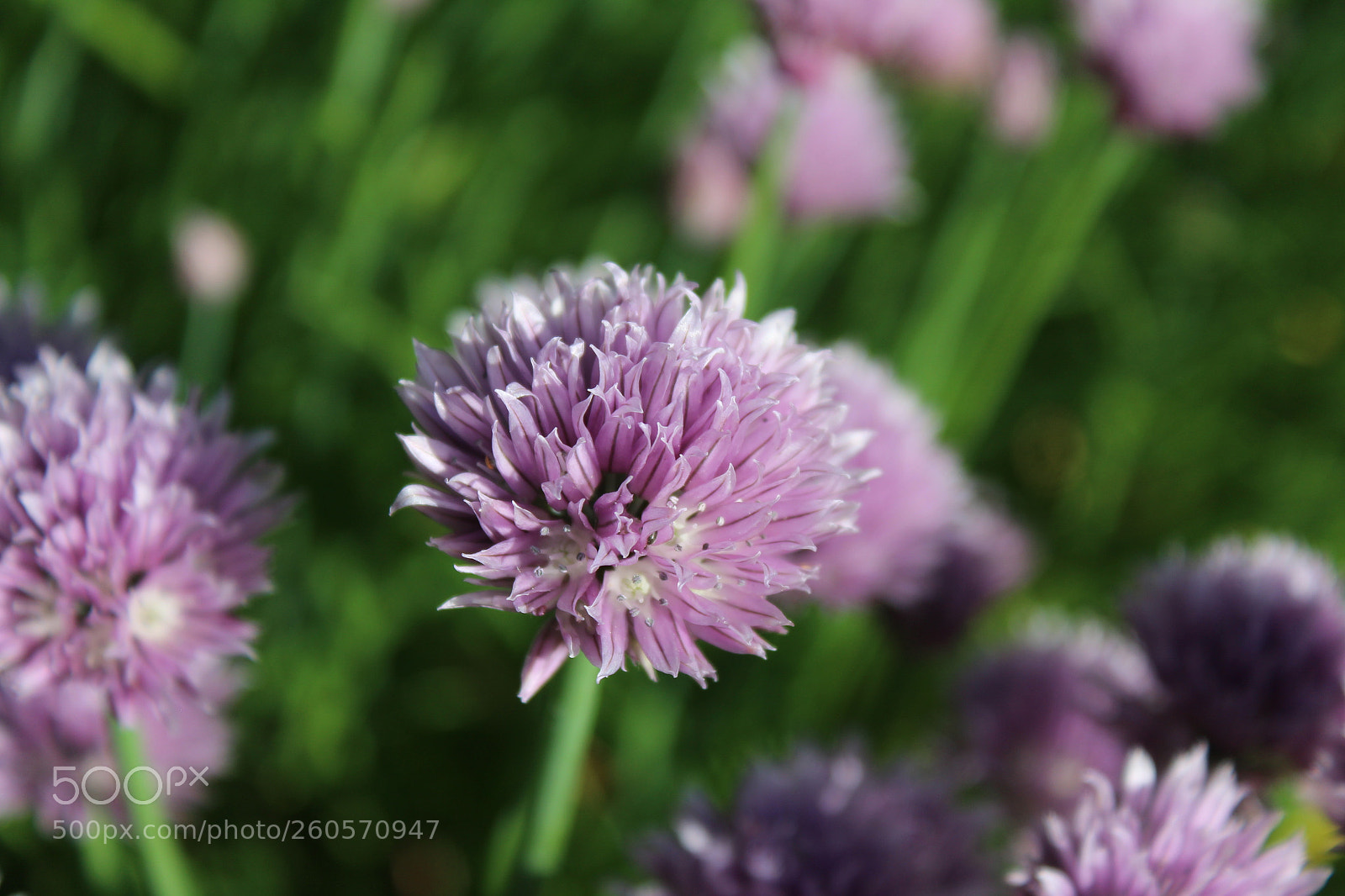 Canon EOS 1300D (EOS Rebel T6 / EOS Kiss X80) sample photo. Pretty & purple photography
