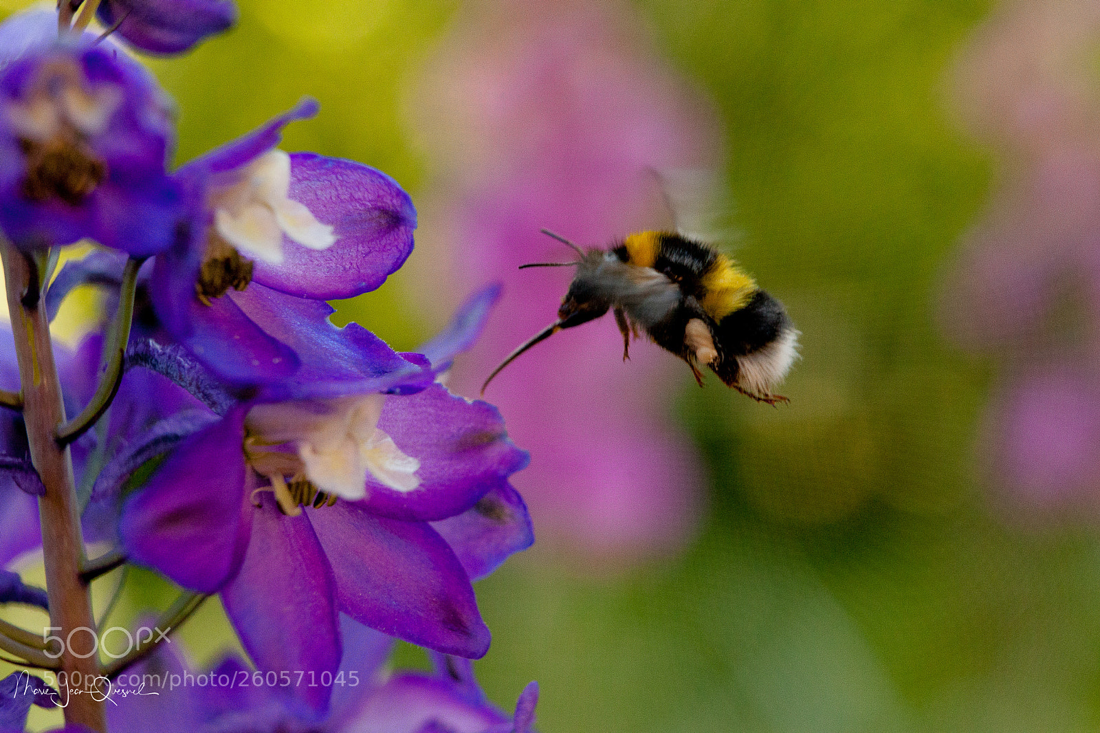 Canon EOS 5D Mark II sample photo. Bourdon sur un delphinium (2). photography