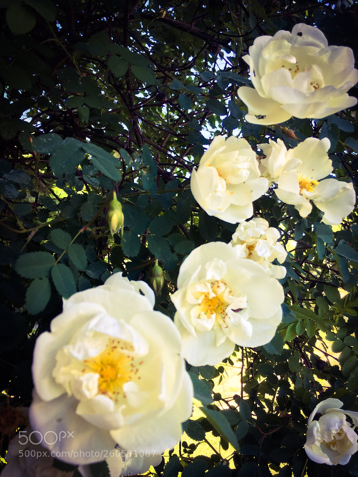 Apple iPhone SE sample photo. Flower dream photography