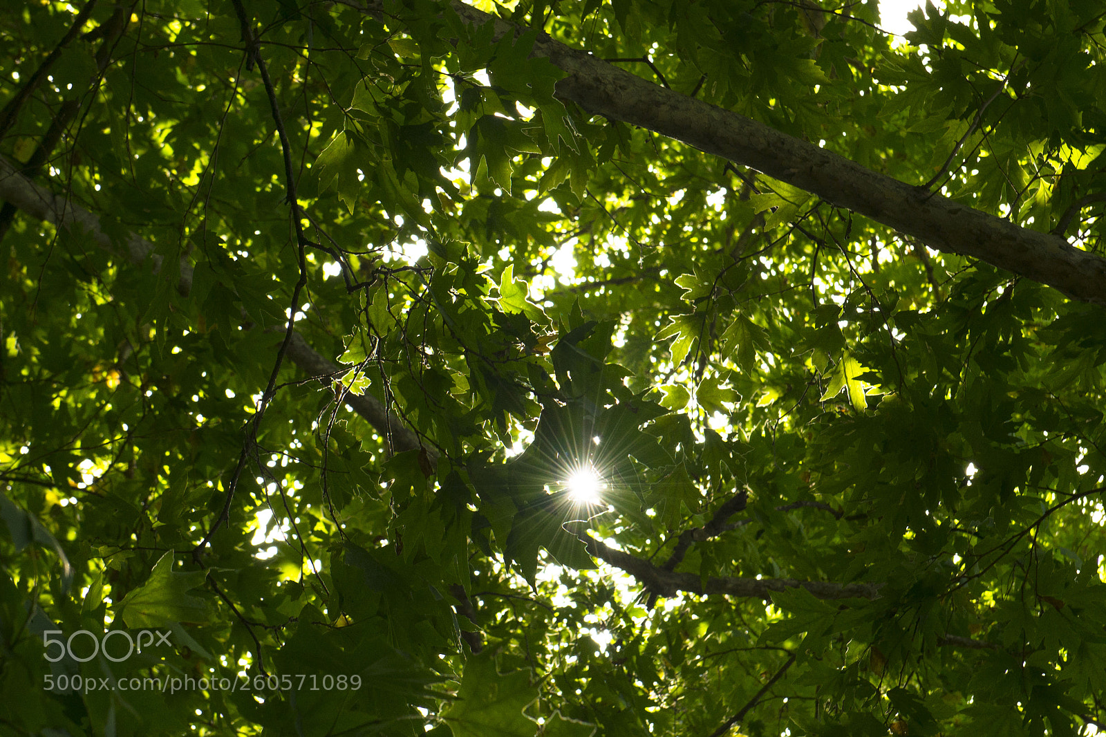 Nikon D610 sample photo. Untitled photography