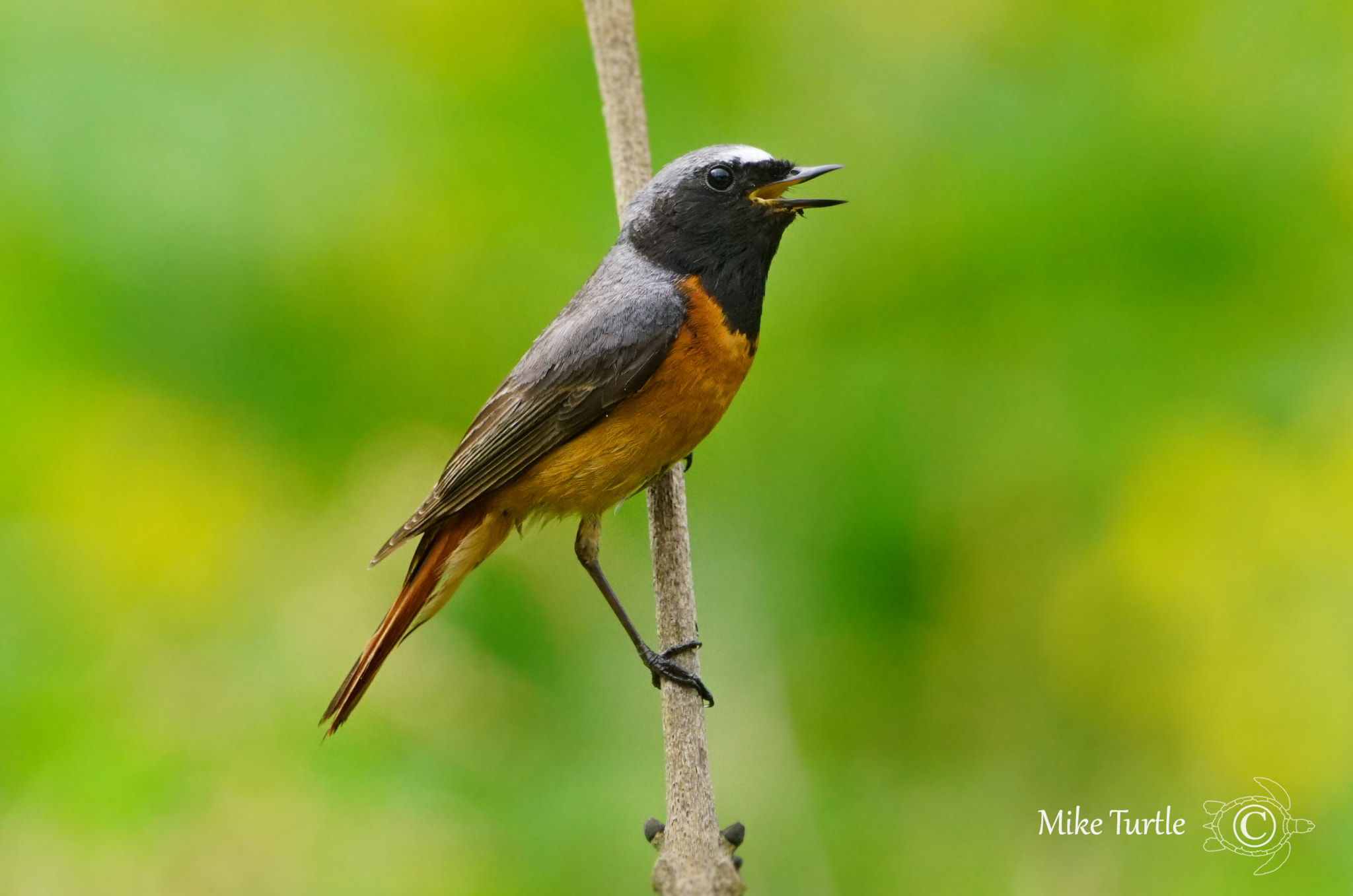 Sony a99 II sample photo. Male redstart photography