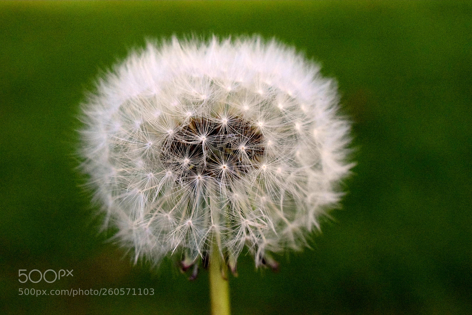 Nikon D5300 sample photo. Dandelion photography