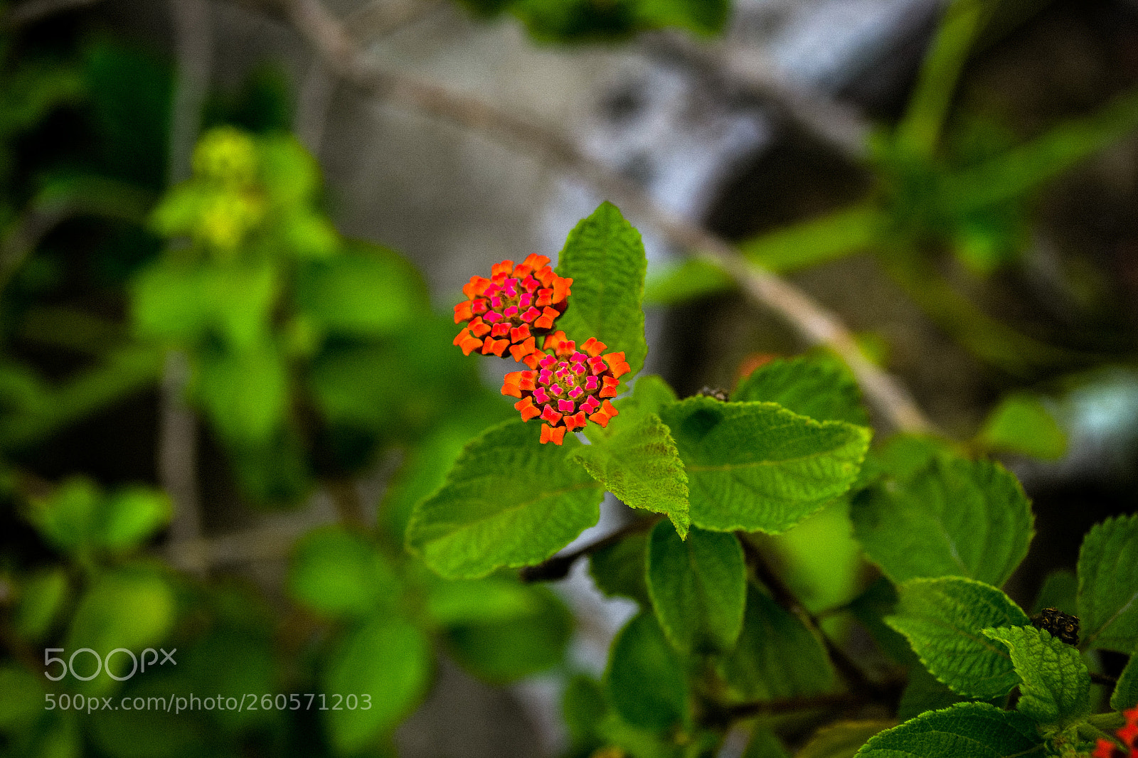 Nikon D3100 sample photo. The tiny floral creature?? photography