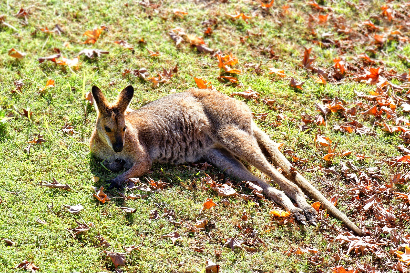Canon EOS 80D sample photo. Wallaby chillin in the photography
