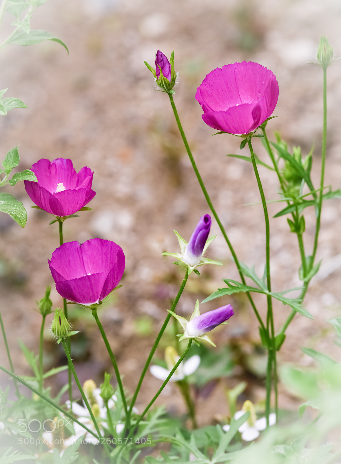 Nikon D850 sample photo. Callirhoe involucrata photography