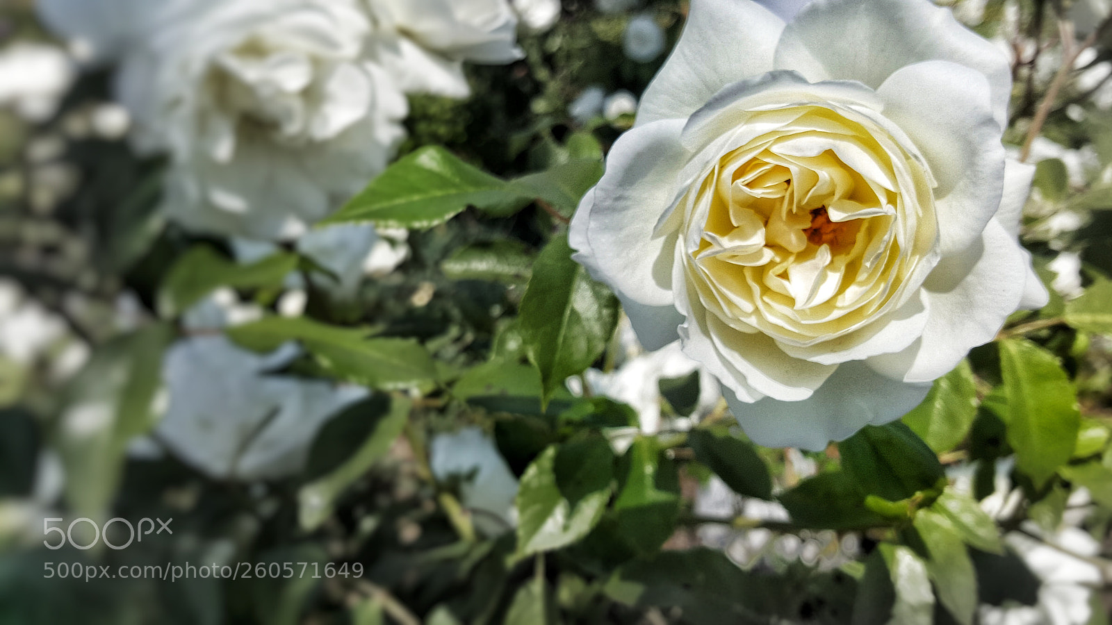 Samsung Galaxy Note5 sample photo. White roses photography