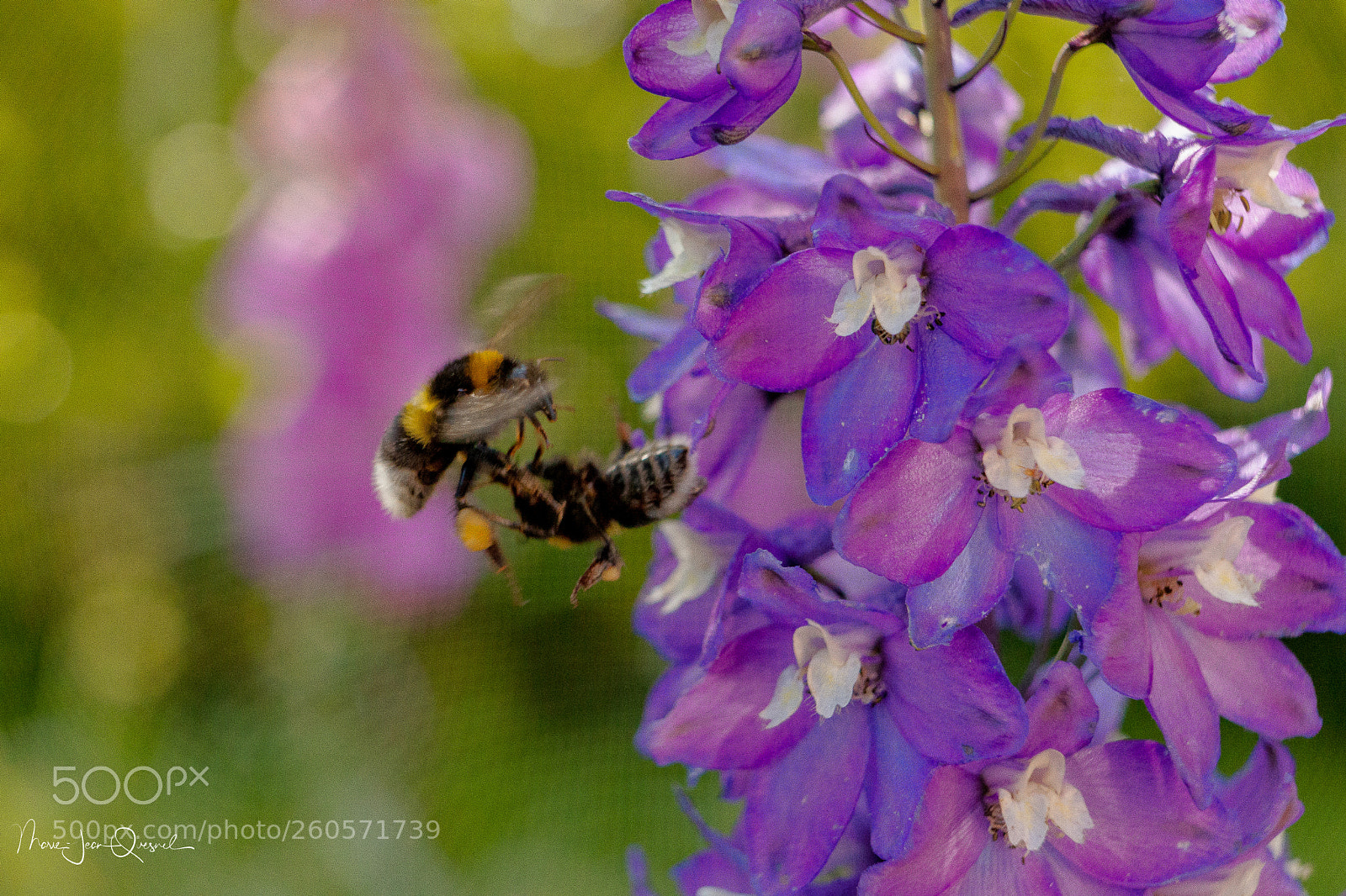 Canon EOS 5D Mark II sample photo. Chamailleries entre bourdons... photography