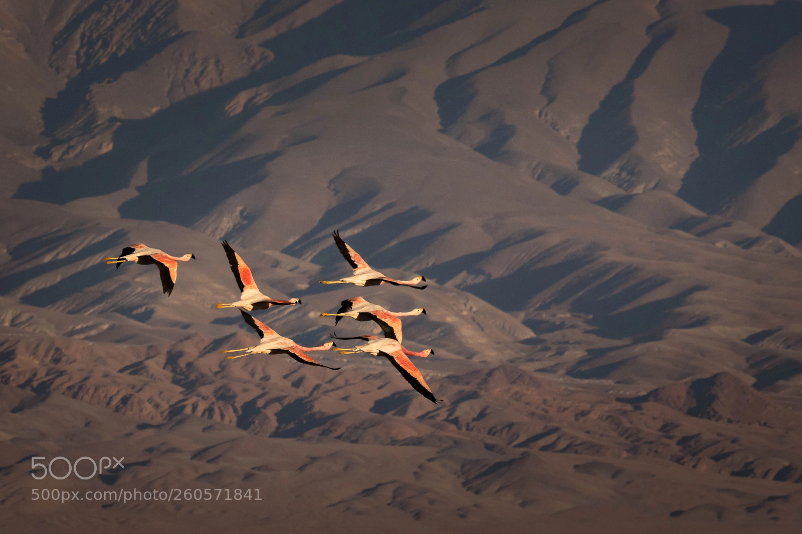 Canon EOS 7D Mark II sample photo. Fligth of the desert photography