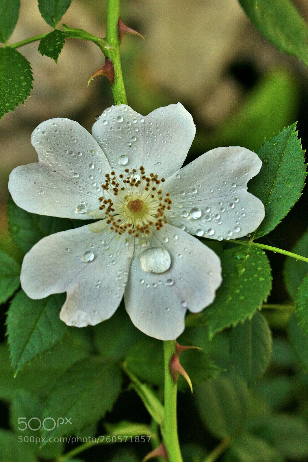 Canon EOS 700D (EOS Rebel T5i / EOS Kiss X7i) sample photo. Rosa silvestre. photography