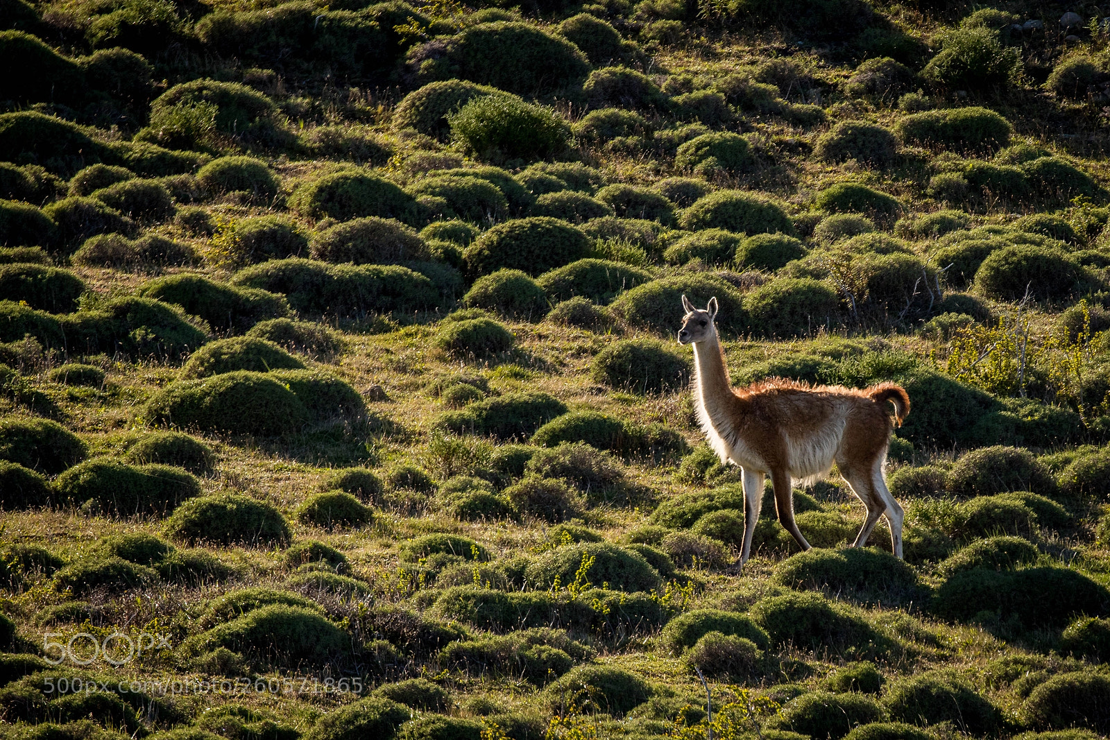 Canon EOS 7D Mark II sample photo. Proud guanaco torres del photography