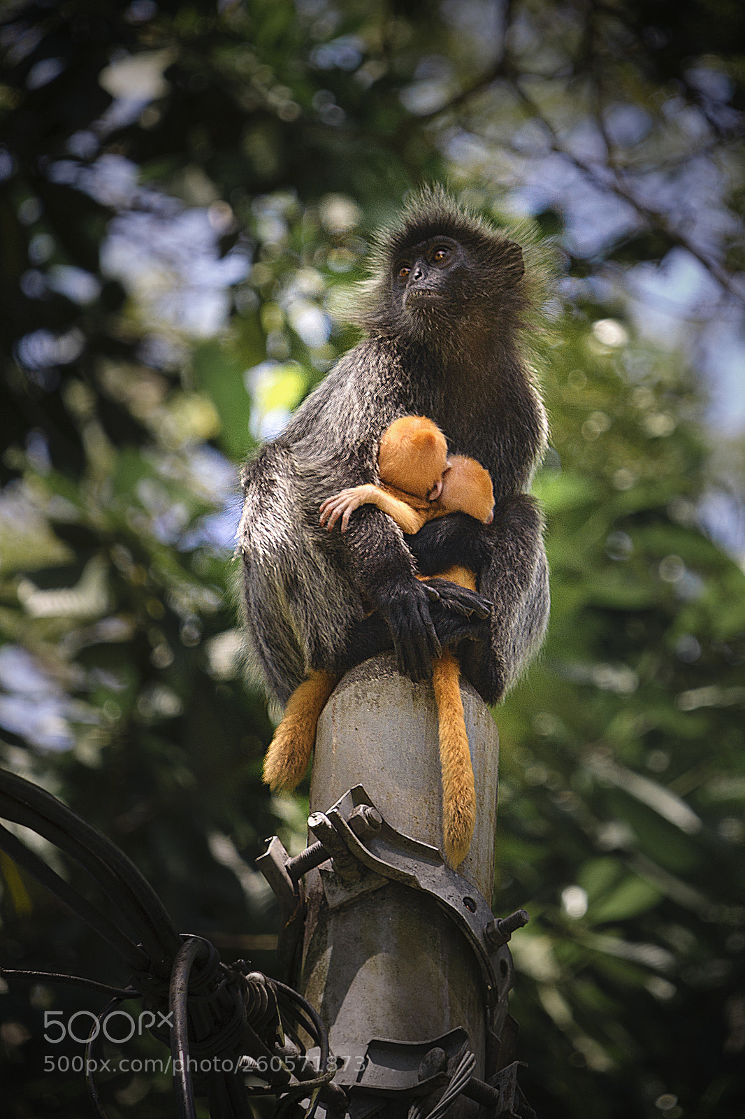 Canon EOS 1100D (EOS Rebel T3 / EOS Kiss X50) sample photo. Monkey with yellow... children. photography