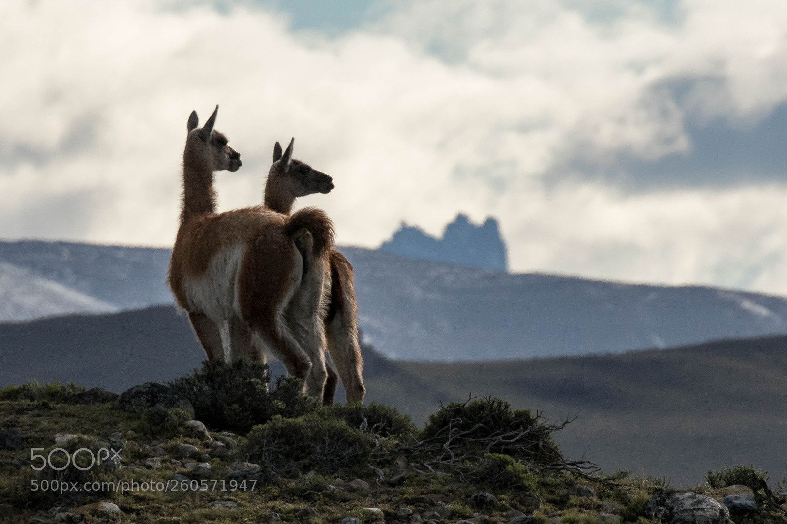 Canon EOS 7D Mark II sample photo. Guanacos up high photography