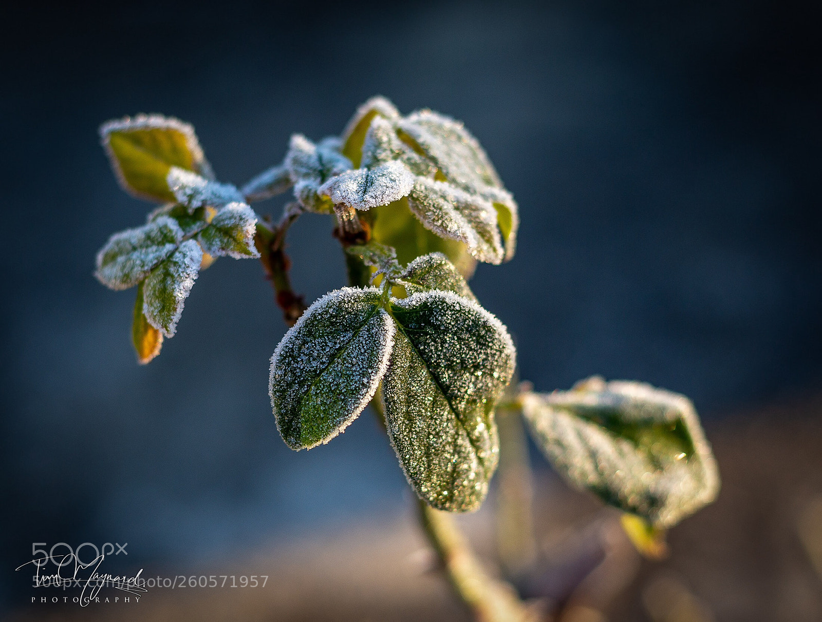 Canon EOS 6D sample photo. Frosty morning  photography