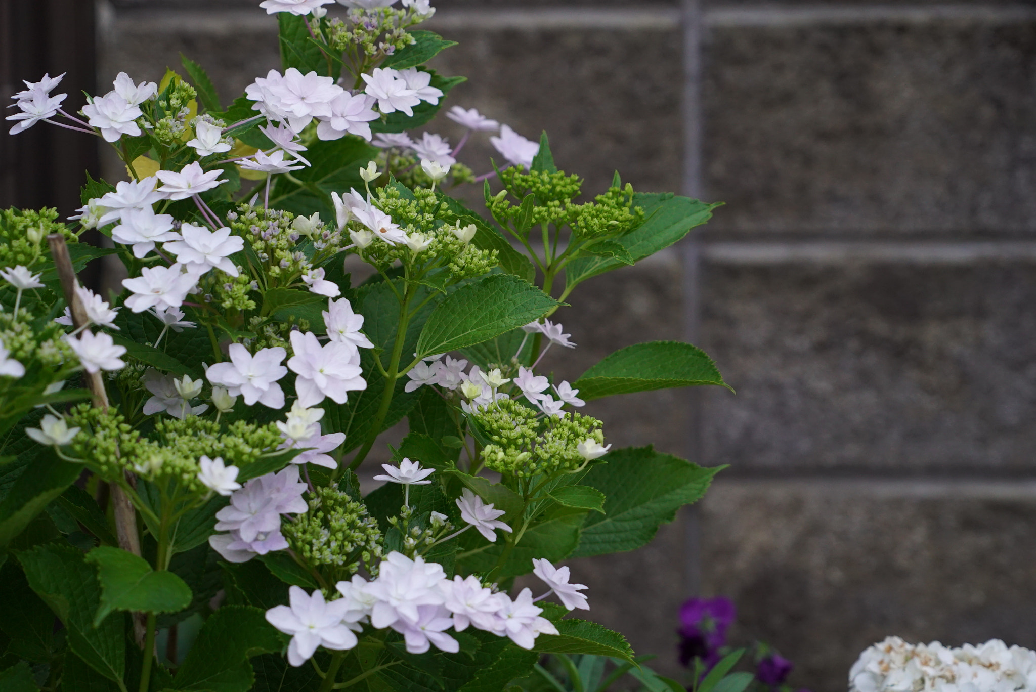 Sony a7S sample photo